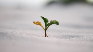 closeup photography of plant on ground